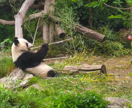 The panda at Schönbrunn Zoo is leisurely munching bamboo.